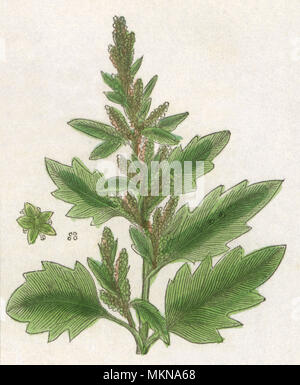 Red Goosefoot Stock Photo