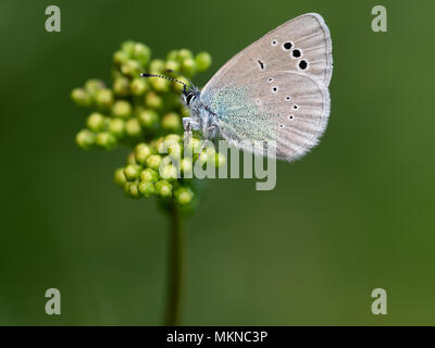 Green-underside blue butterfly. Glaucopsyche alexis. Stock Photo