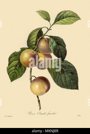 Greengage Plum, Prunus domestica Stock Photo
