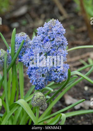 Close up of a single flowerhead of the unsual grape hyacinth Fantasy Creation Stock Photo