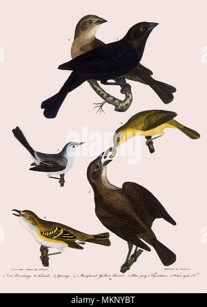 Cowbird, Gnatcatcher, Yellowthroat, & Vireo Stock Photo