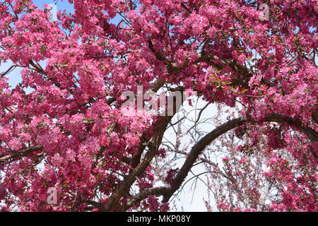 Pink crab apple flowers blossoming on tree branches in springtime Stock Photo