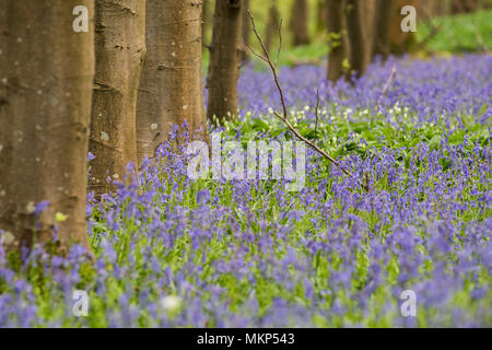 Blue Bells flowers in Sussex, England Stock Photo