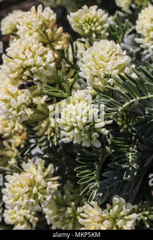 Anthyllis barba-jovis Stock Photo