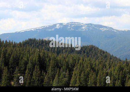 Nature, mountains, and forests in Bucovina, Romania Stock Photo