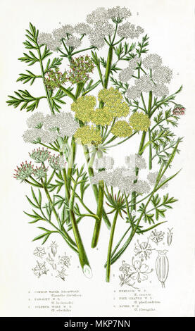 Umbelliferous Water Dropwort Plants Stock Photo