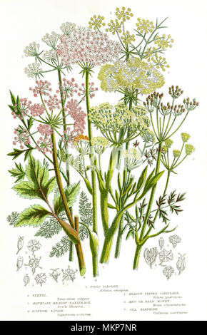 Assorted Umbelliferous Plants Stock Photo