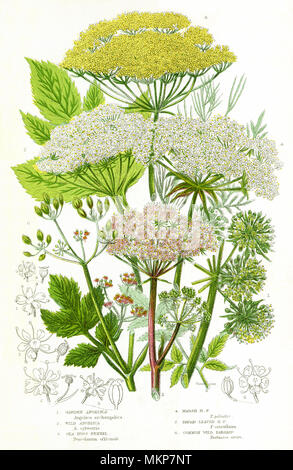 Assorted Umbelliferous Plants Stock Photo