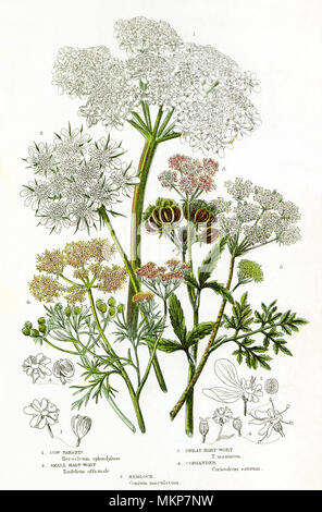 Assorted Umbelliferous Plants Stock Photo