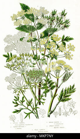 Assorted Umbelliferous Plants Stock Photo