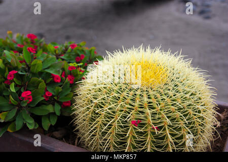 Cactus and other plants in a garden Stock Photo