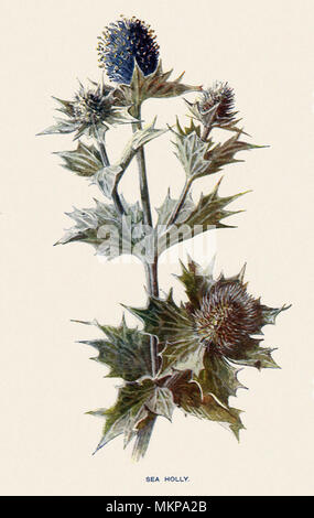 Sea Holly, Eryngium maritimum Stock Photo