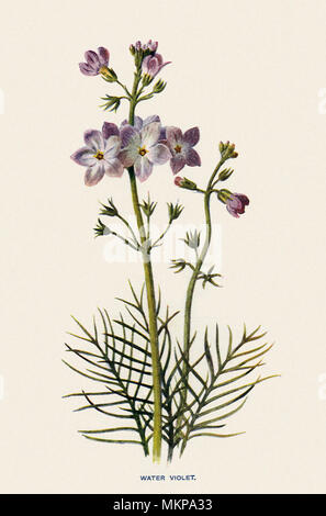 Water Violet, Hottonia palustris Stock Photo