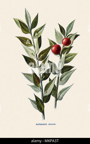 Butcher's Broom, Ruscus aculeatus Stock Photo