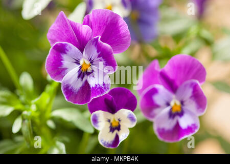 beautiful pansy summer flowers in garden Stock Photo