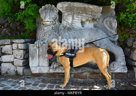 Rijeka, Croatia. Trsat castle.  It is thought that the castle lies at the exact spot of an ancient Illyrian and Roman fortress. A Corso dog  in front of the bas-relief of the Lion of San Marco. The Lion recalls the domination of Venice on these lands. Stock Photo