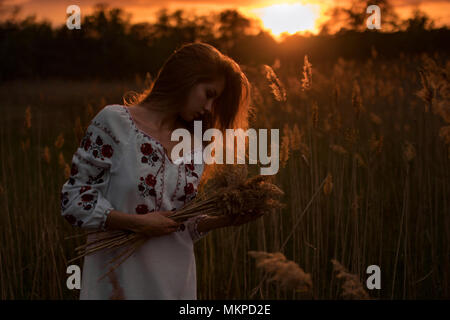 Young woman in Ukrainian traditional national embroidered shirt walks through meadow and collects bouquet of wild herbs at sunset. Stock Photo