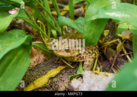 Toad sitting on clay among green leaves on a sunny spring day Stock Photo