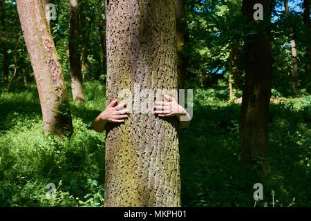 Female hands embracing tree trunk in a deep green forest with sunshine on spring day Stock Photo