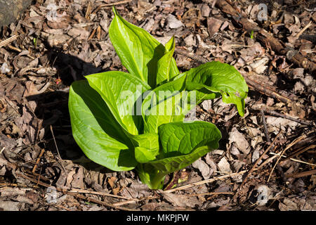 Eastern skunk cabbage Symplocarpus foetidus plant in the forest Quebec Canada Stock Photo