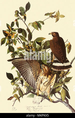 Broad-Winged Hawk, Buteo platypterus Stock Photo