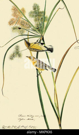 Prairie Warbler, Dendroica discolor Stock Photo