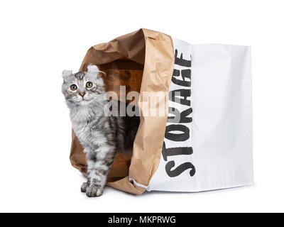 Smiling silver tortie American Curl cat kitten standing with backside in paper storage back peeping out isolated on white background and looking at le Stock Photo