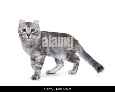 Smiling silver tortie American Curl cat kitten walking side ways isolated on white background and looking at lens Stock Photo