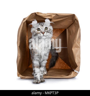 Smiling silver tortie American Curl cat kitten standing with backside in paper storage bag facing camera isolated on white background and looking at l Stock Photo