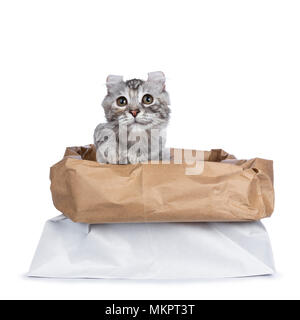 Smiling silver tortie American Curl cat kitten sitting in paper storage back with one paw lifted in air isolated on white background and looking up Stock Photo