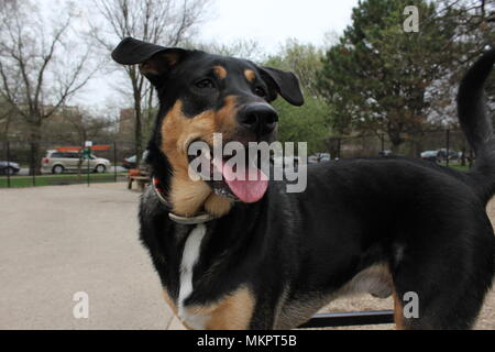 Black and tan Hound Dog at Norwood Park Dog park in Chicago, Illinois. Stock Photo