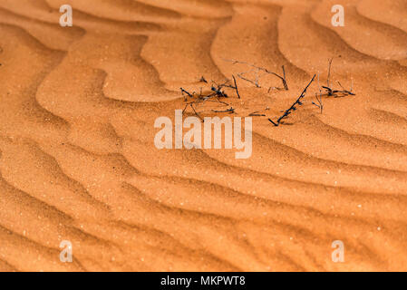 Desert sand background with dry branches Stock Photo