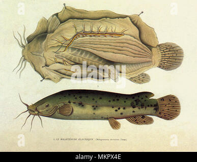Electric Catfish, Malapterurus electricus Stock Photo
