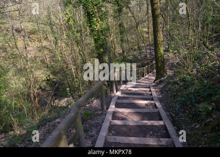 Steps from Ewloe castle down into the woods of Wepre country park, Ewloe, North Wales. A sunny spring day. Stock Photo