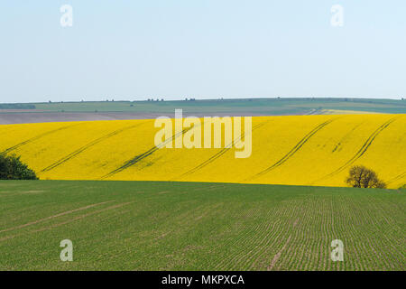 Rapeseed Oil Field Stock Photo