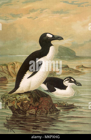 Great Auk, Alea impennis Stock Photo