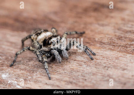 Jumping Spider (Salticus scenicus) resting on an outdoor seat. Tipperary, Ireland Stock Photo