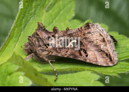 Side view of Silver Y moth (Autographa gamma) resting on leaf. Tipperary, Ireland
