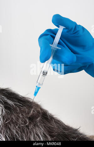 hands of veterinarian giving an injection to dog, closeup Stock Photo