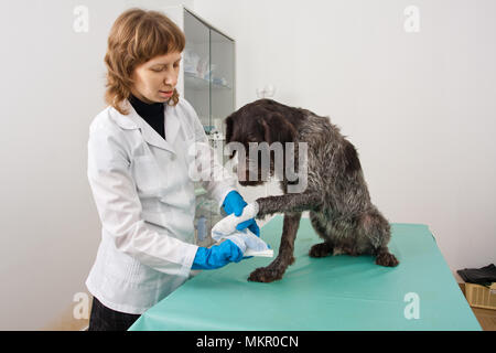 veterinarian putting bandage on paw of dog in vet clinic Stock Photo