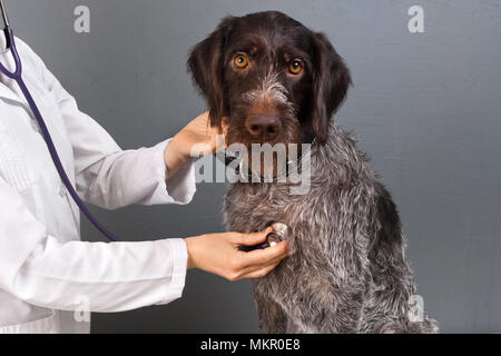 veterinarian examine dog with stethoscope in vet clinic