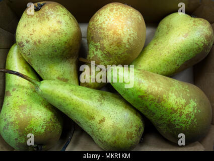 Six conference pears Stock Photo