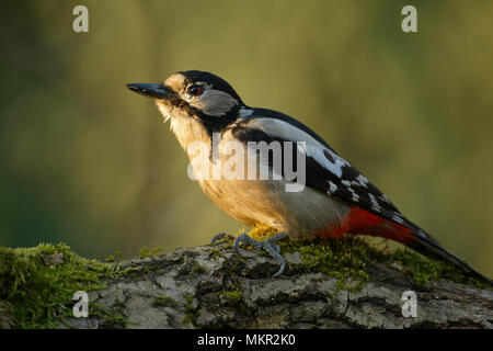 Great Spotted Woodpecker (Dendrocopos major) on a rotten tree trunk, looking for insects. Poland in the spring.Horizontal view Stock Photo