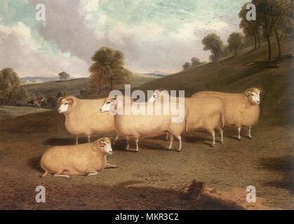 Five Dorset Horn Sheep Stock Photo