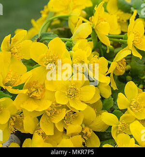 Spring blossom of the marsh marigold marsh on background green sheet Stock Photo