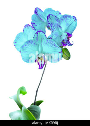 Blooming striped orchid  is isolated on the white background Stock Photo