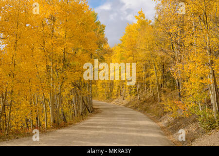 Aspen Grove - The sun shines on a unpaved mountain road, winding through a dense aspen grove in golden autumn of Colorado, Boreas Pass, CO, USA. Stock Photo