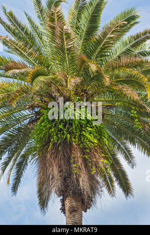 Large date palm tree growing in Gainesville, Florida landscape. Stock Photo