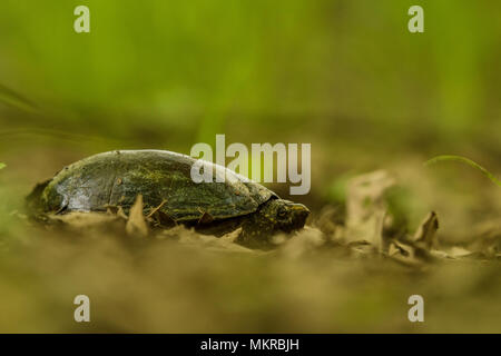 Eastern mud turtle (Kinosternon subrubrum) that has left the water and is making its way across the forest floor.  This species is only found in E USA Stock Photo