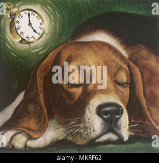 Dog Sleeps as Alarm Clock Rings Stock Photo